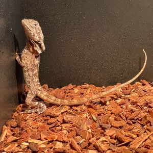 Meet your Posher, Hunter